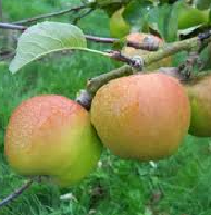 APPLE STURMER - SEMI DWARF